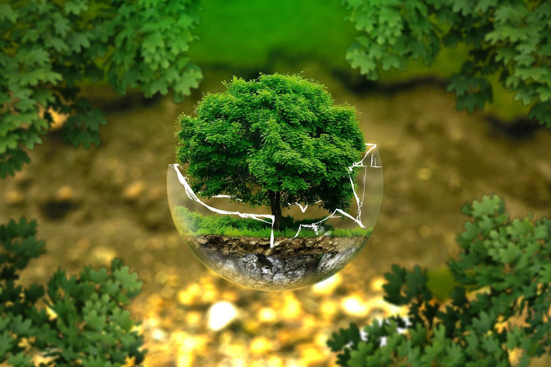 A bonsai tree coming out of a glass
