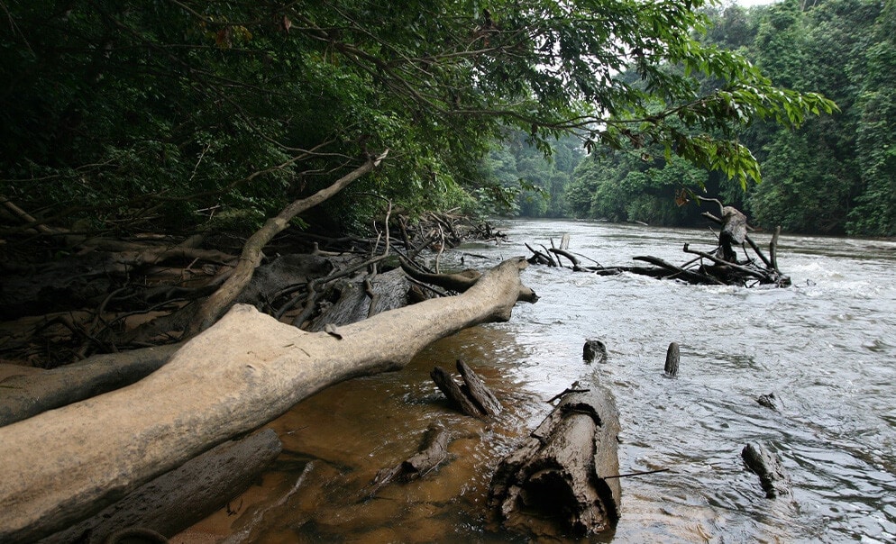 Tree log resting at riverside