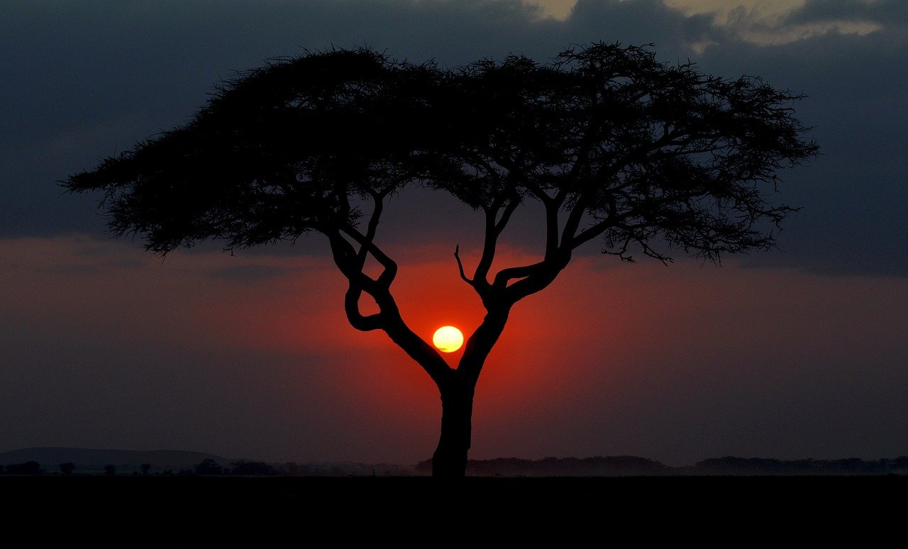 Tree with sunset behind it