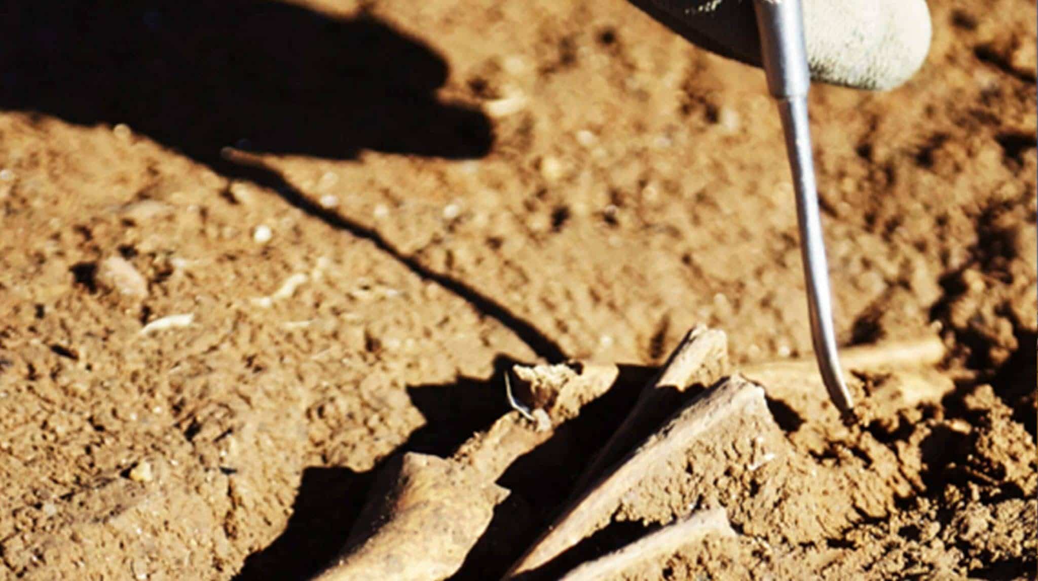 Silver Archaeological tool inspecting a bone in sand