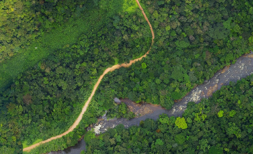 Aerial view of river intersecting jungle