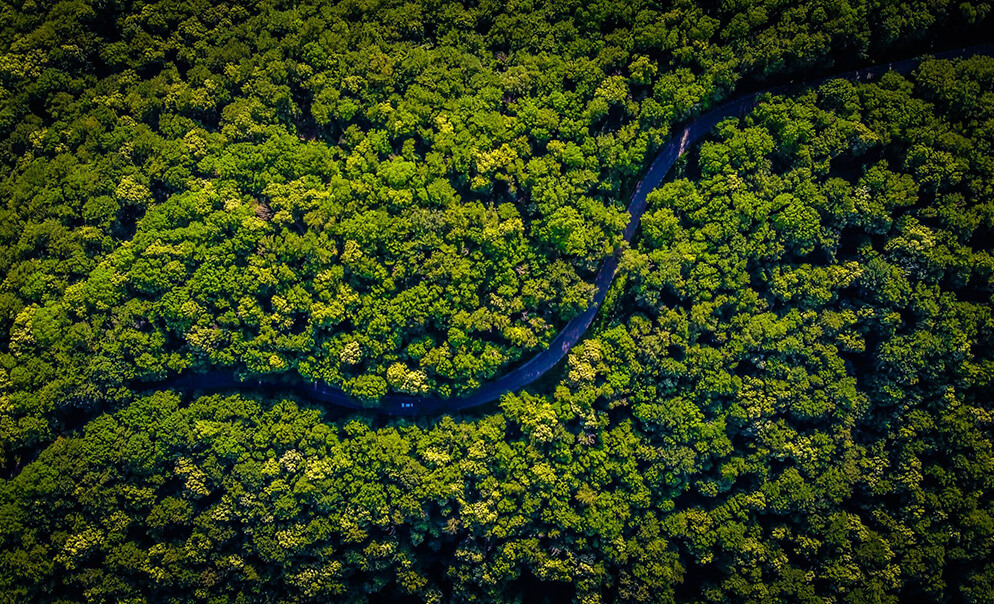 Aerial view of jungle and river