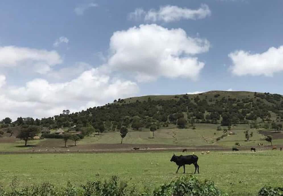 Black cow in the forefront of the image, in a field with other cows in the background and a tree-covered hill in the distance
